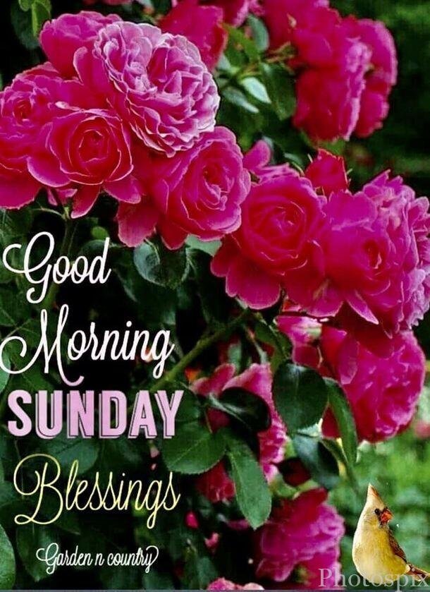 good morning happy sunday hd images